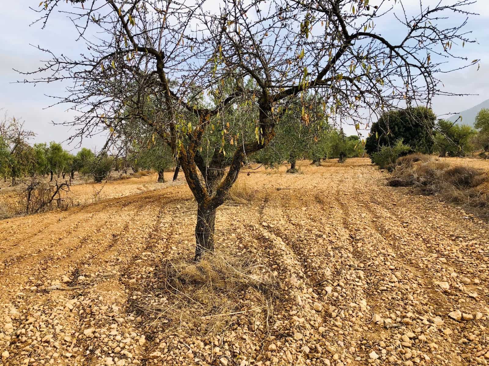 1 sypialnia Finka/Dom wiejski na sprzedaż w Biar - 35 000 € (Ref: 6057628)