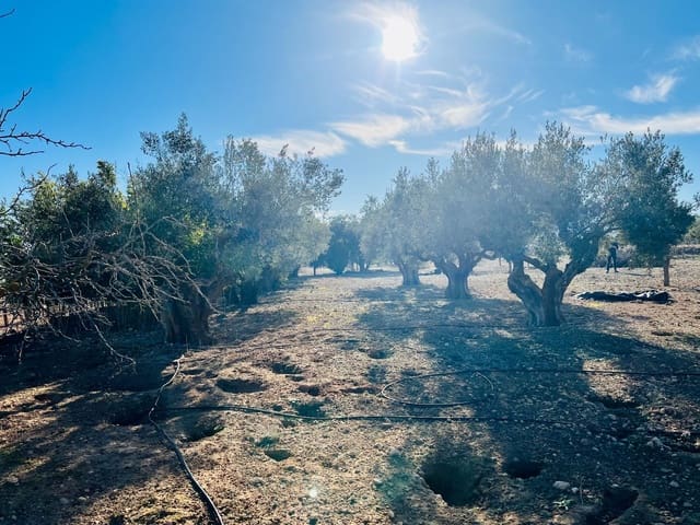 Mark till salu i Cañada - 39 900 € (Ref: 7379261)