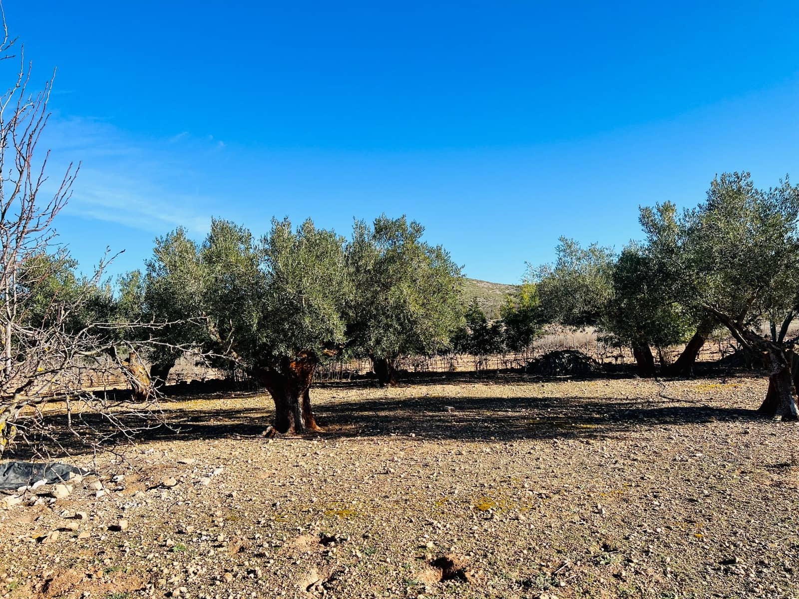 Grunde uden byggetilladelser til salg i Canada - € 39.900 (Ref: 7379261)
