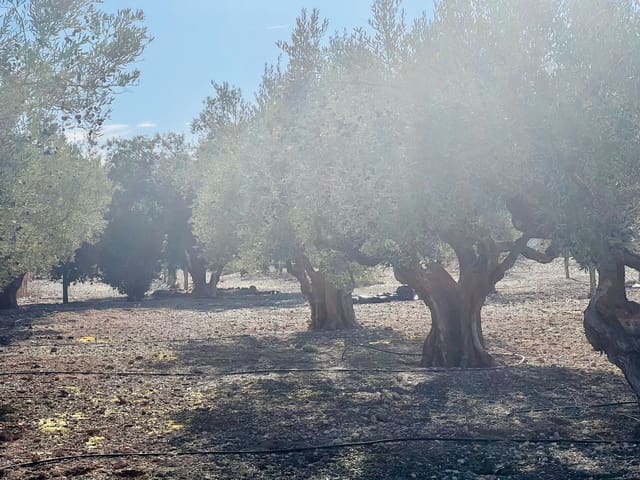 Mark till salu i Cañada - 39 900 € (Ref: 7379261)