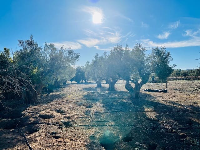 Mark till salu i Cañada - 39 900 € (Ref: 7379261)