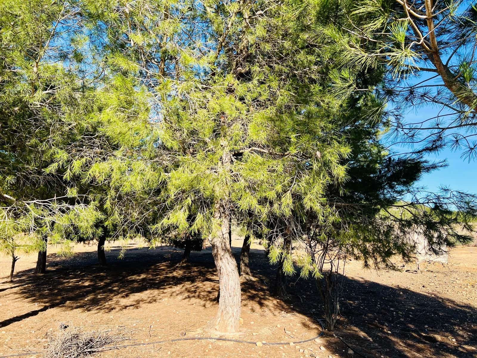 Grunde uden byggetilladelser til salg i Canada - € 39.900 (Ref: 7379261)