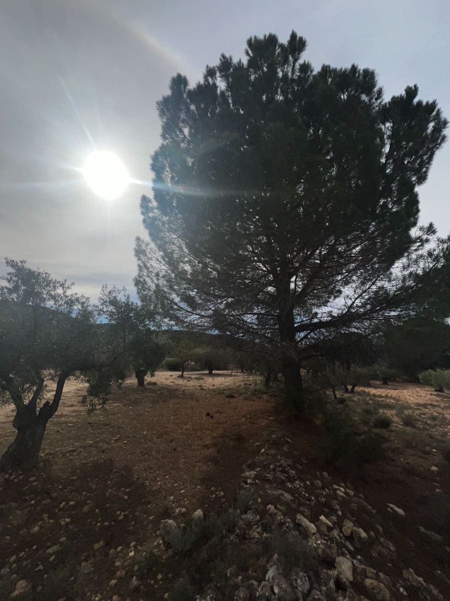 1 sypialnia Finka/Dom wiejski na sprzedaż w Biar - 85 000 € (Ref: 8848758)