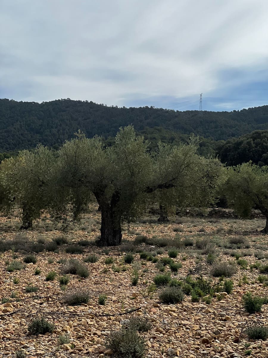 1 sypialnia Finka/Dom wiejski na sprzedaż w Biar - 85 000 € (Ref: 8848758)