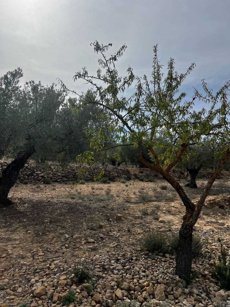 1 sypialnia Finka/Dom wiejski na sprzedaż w Biar - 85 000 € (Ref: 8848758)