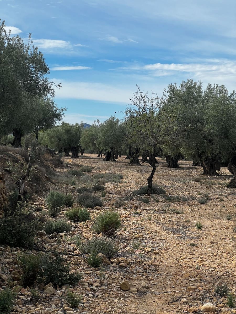 1 sypialnia Finka/Dom wiejski na sprzedaż w Biar - 85 000 € (Ref: 8848758)