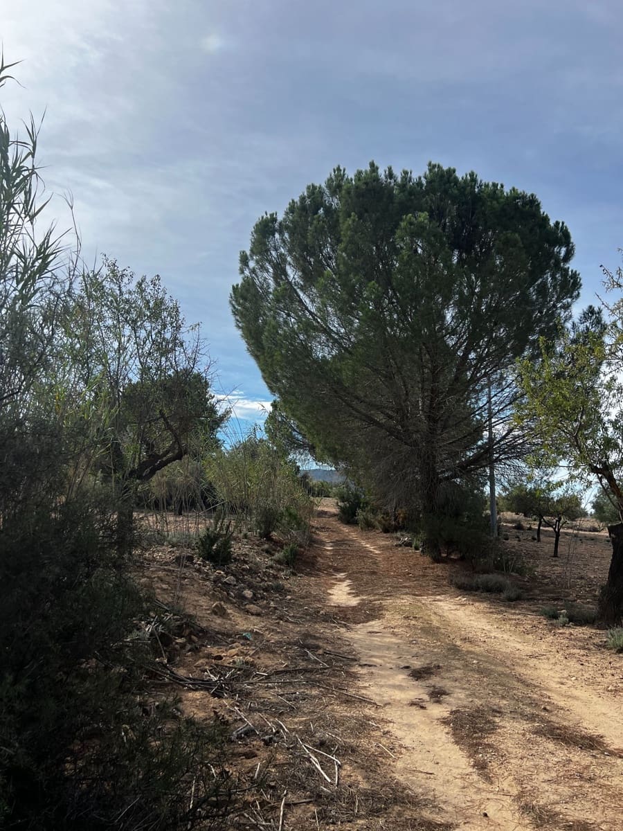 1 sypialnia Finka/Dom wiejski na sprzedaż w Biar - 85 000 € (Ref: 8848758)