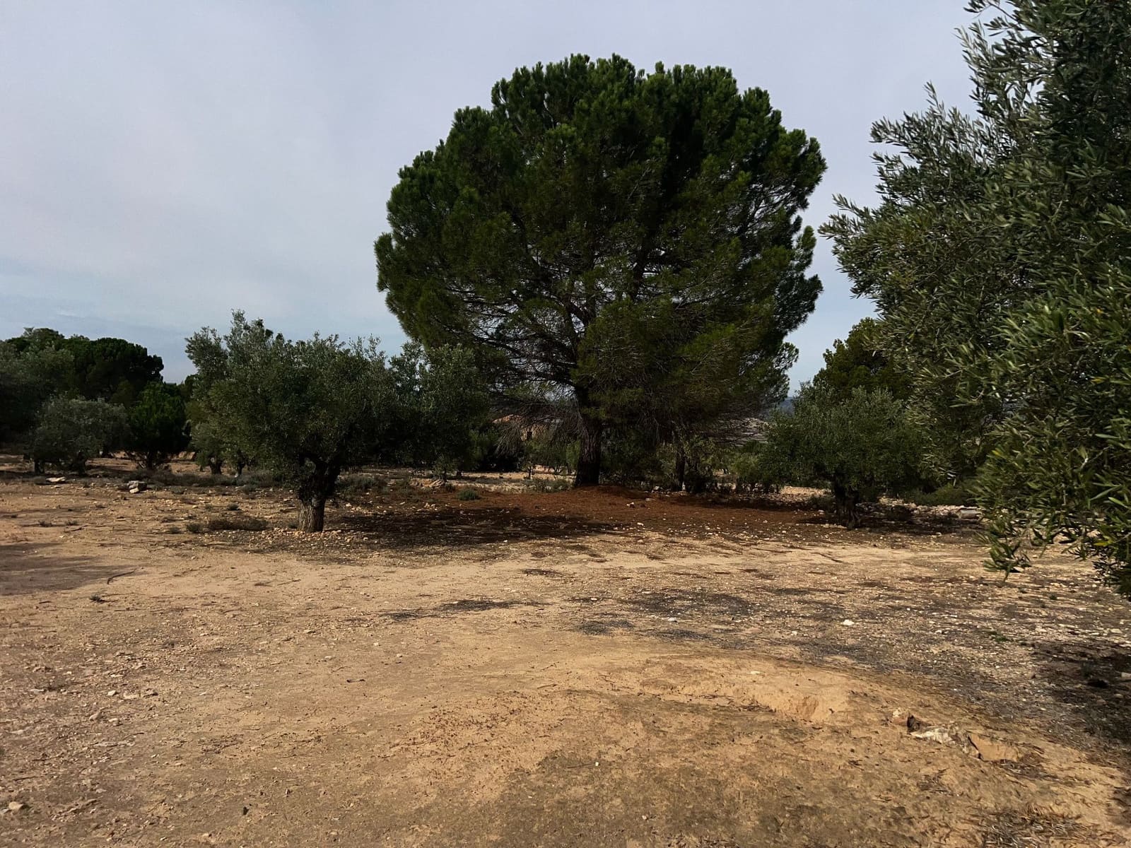 1 sypialnia Finka/Dom wiejski na sprzedaż w Biar - 85 000 € (Ref: 8848758)