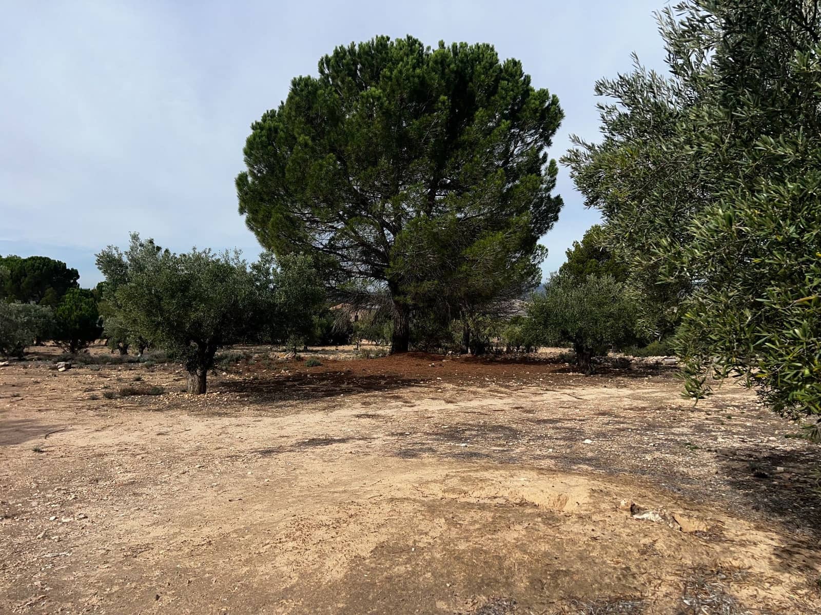 1 sypialnia Finka/Dom wiejski na sprzedaż w Biar - 85 000 € (Ref: 8848758)