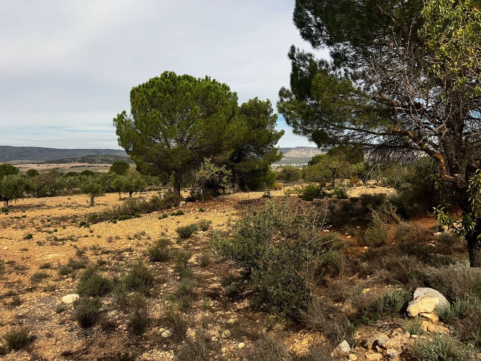 1 sypialnia Finka/Dom wiejski na sprzedaż w Biar - 85 000 € (Ref: 8848758)