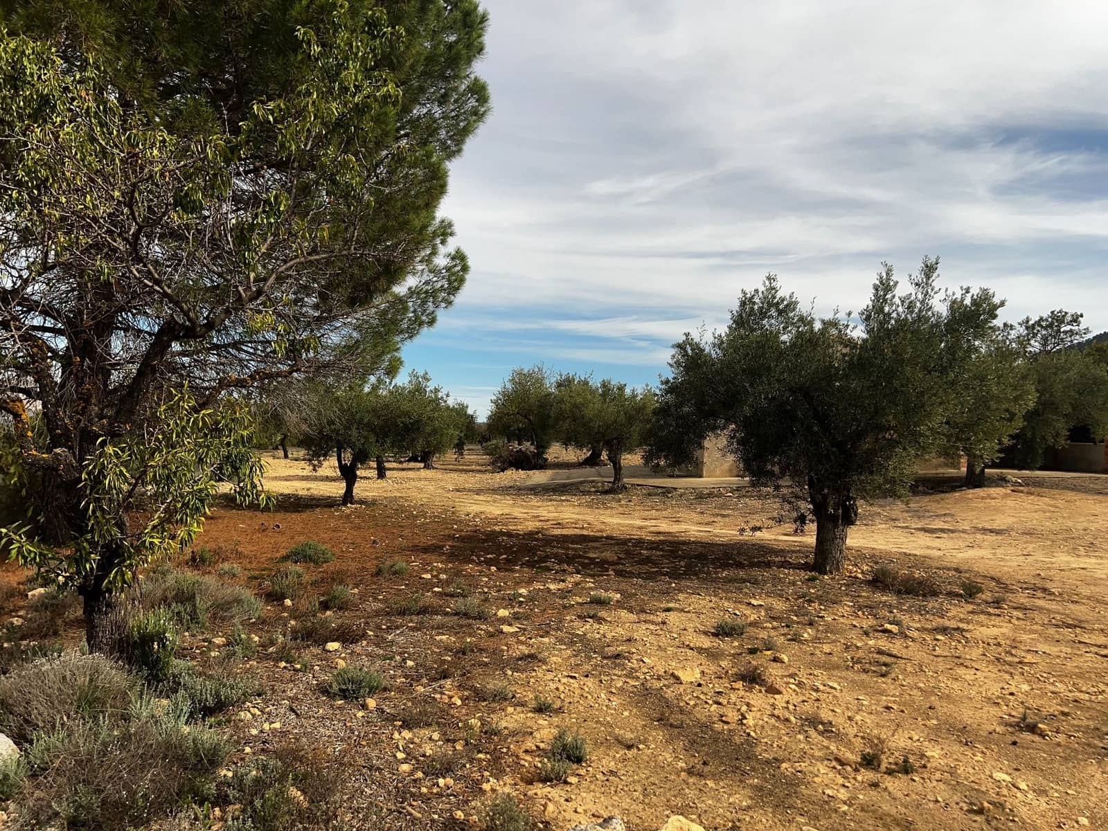 1 sypialnia Finka/Dom wiejski na sprzedaż w Biar - 85 000 € (Ref: 8848758)