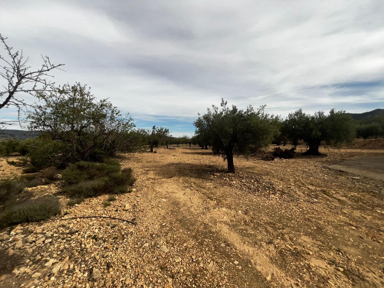 1 sypialnia Finka/Dom wiejski na sprzedaż w Biar - 85 000 € (Ref: 8848758)