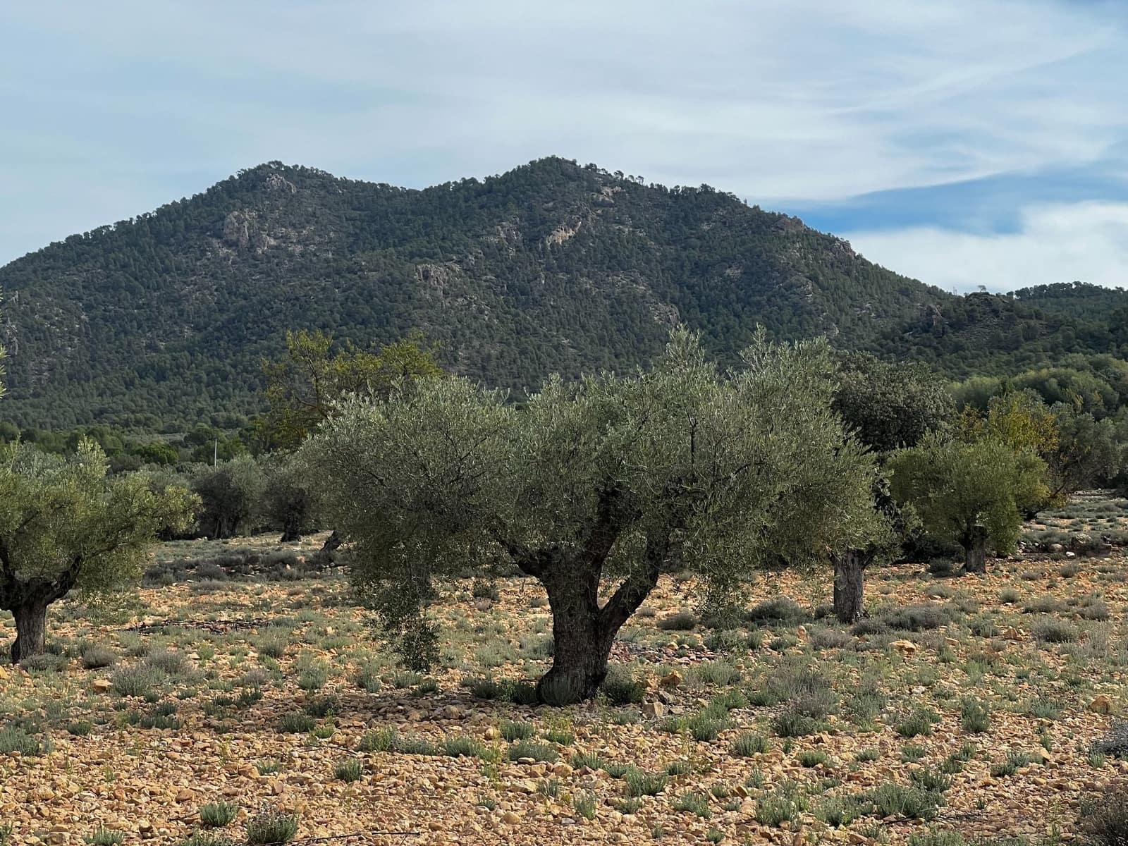 1 sypialnia Finka/Dom wiejski na sprzedaż w Biar - 85 000 € (Ref: 8848758)