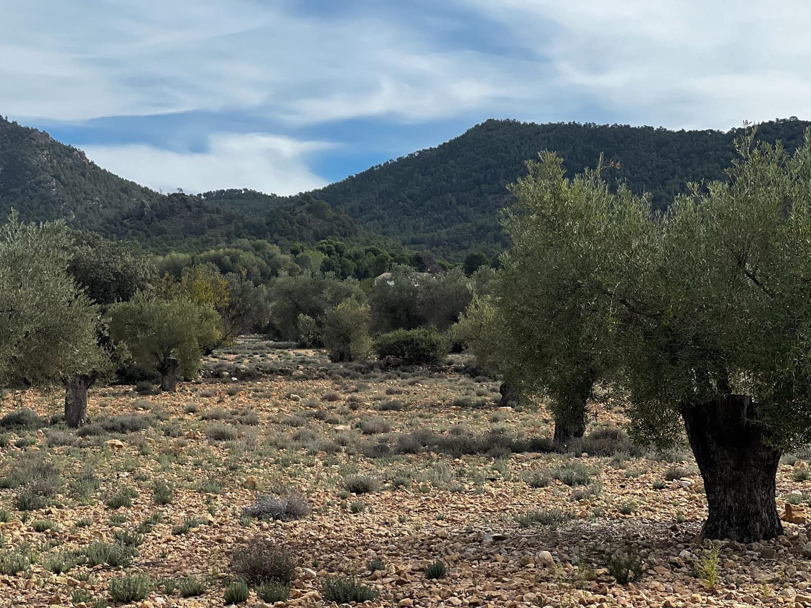 1 sypialnia Finka/Dom wiejski na sprzedaż w Biar - 85 000 € (Ref: 8848758)