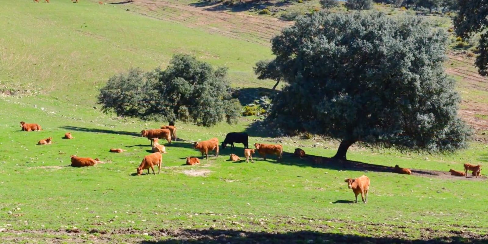 9 soveværelse Villa til salg i Ronda med swimmingpool garage - € 16.400.000 (Ref: 8464429)