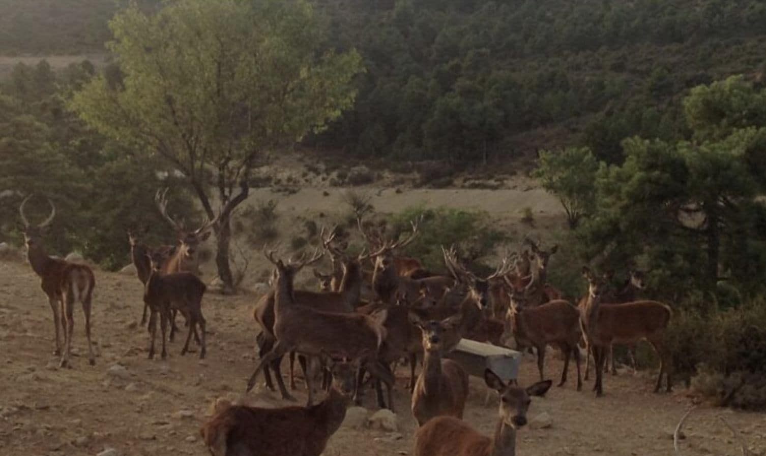 16 soveværelse Finca/Landehus til salg i Puebla de Don Fadrique med swimmingpool - € 7.200.000 (Ref: 8568809)