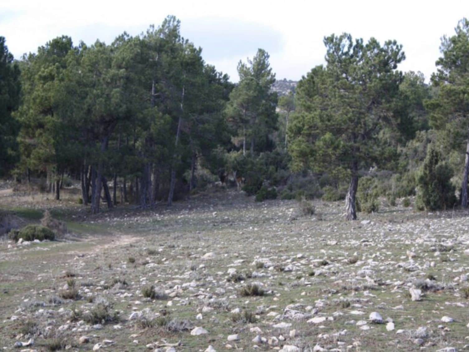 16 soveværelse Finca/Landehus til salg i Puebla de Don Fadrique med swimmingpool - € 7.200.000 (Ref: 8568809)