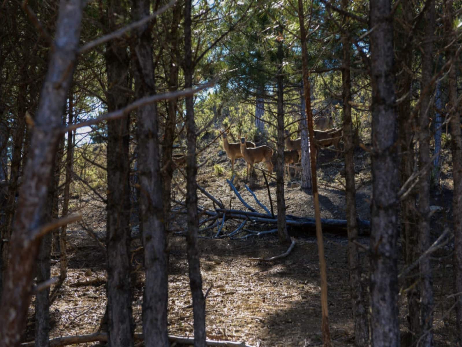 16 soveværelse Finca/Landehus til salg i Puebla de Don Fadrique med swimmingpool - € 7.200.000 (Ref: 8568809)