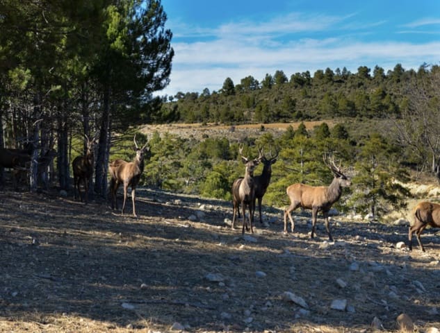 16 slaapkamer Finca/Landhuis te koop in Puebla de Don Fadrique met zwembad - € 7.200.000 (Ref: 8568809)
