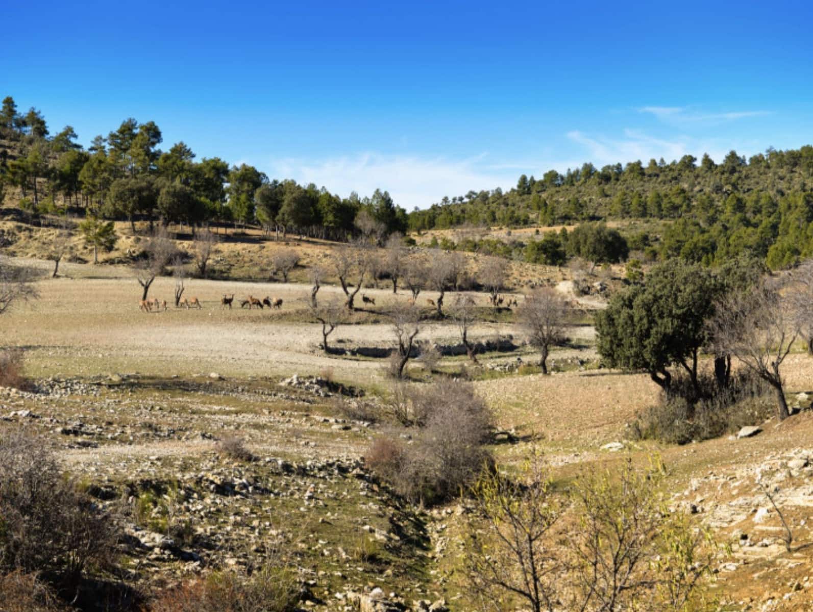 16 soveværelse Finca/Landehus til salg i Puebla de Don Fadrique med swimmingpool - € 7.200.000 (Ref: 8568809)