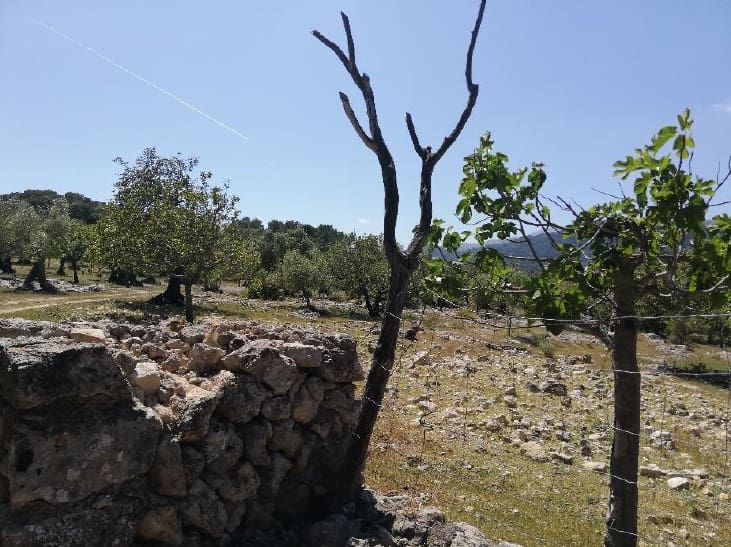 6 sypialnia Dom na sprzedaż w Pollensa / Pollenca - 3 100 000 € (Ref: 5960551)