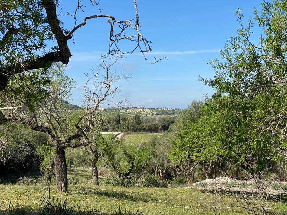 Mark till salu i Sant Joan - 550 000 € (Ref: 6507442)