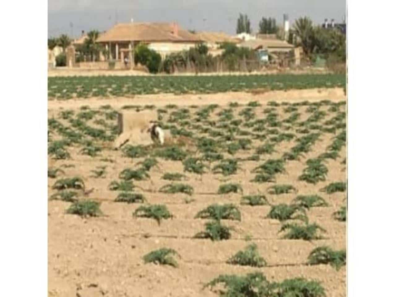 Bouwgrond te koop in Torre-Pacheco - € 100.000 (Ref: 7578825)