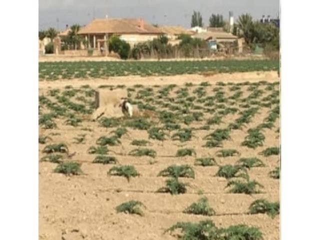 Bouwgrond te koop in Torre-Pacheco - € 100.000 (Ref: 7578825)