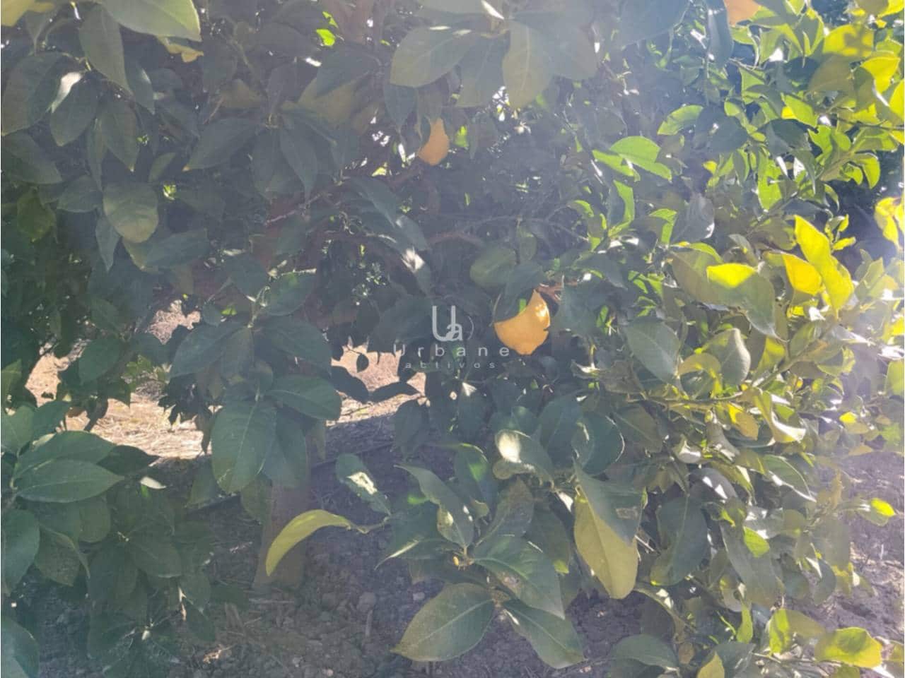 Finca/Maison de Campagne à vendre à Molina de Segura - 168 000 € (Ref: 9585300)