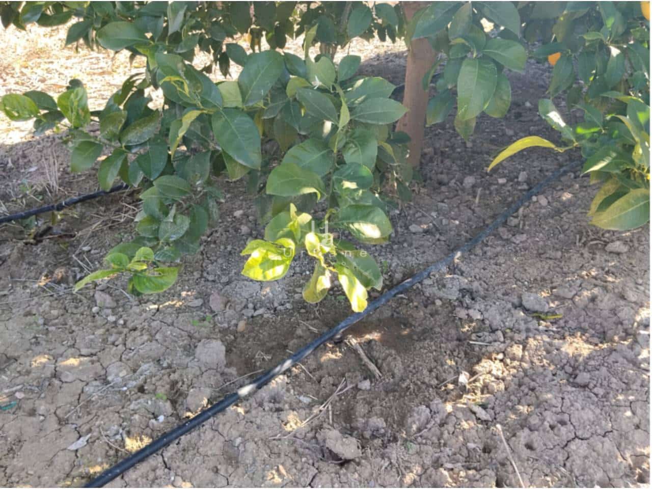 Finca/Maison de Campagne à vendre à Molina de Segura - 168 000 € (Ref: 9585300)