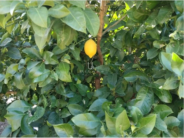 Finca/Maison de Campagne à vendre à Molina de Segura - 168 000 € (Ref: 9585300)