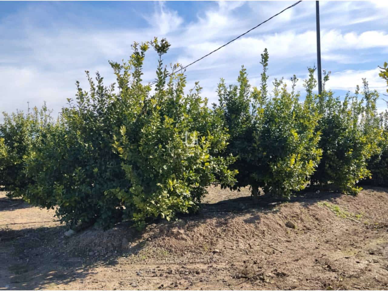 Finca/Maison de Campagne à vendre à Molina de Segura - 168 000 € (Ref: 9585300)