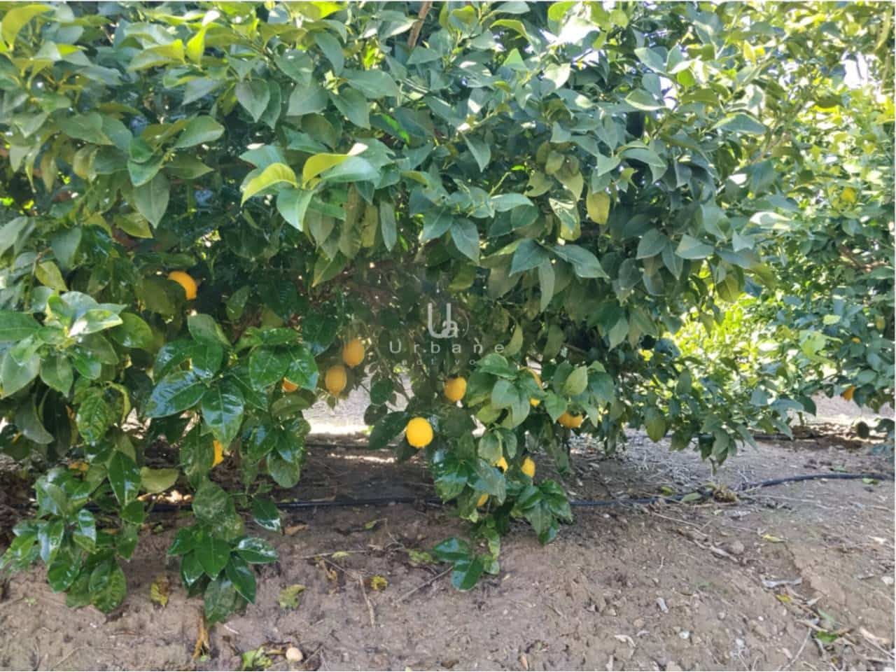 Finca/Maison de Campagne à vendre à Molina de Segura - 168 000 € (Ref: 9585300)