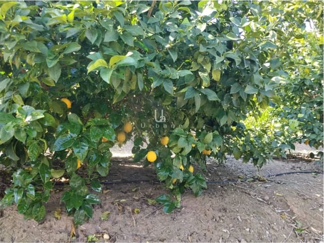 Finca/Maison de Campagne à vendre à Molina de Segura - 168 000 € (Ref: 9585300)