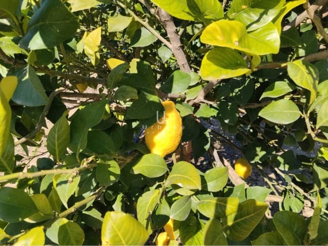 Finca/Maison de Campagne à vendre à Molina de Segura - 270 000 € (Ref: 9588105)