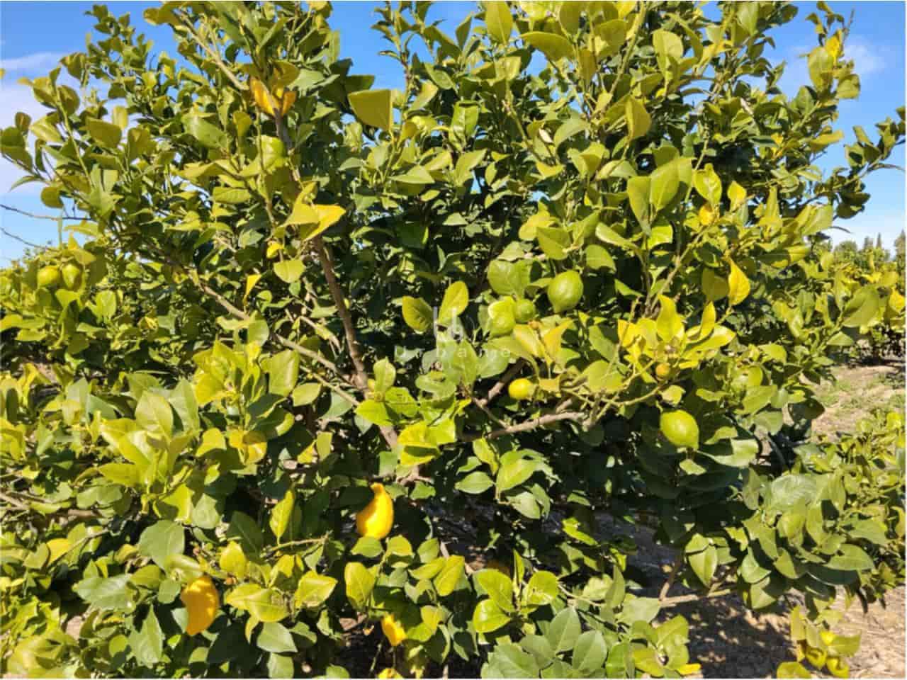 Finca/Maison de Campagne à vendre à Molina de Segura - 270 000 € (Ref: 9588105)