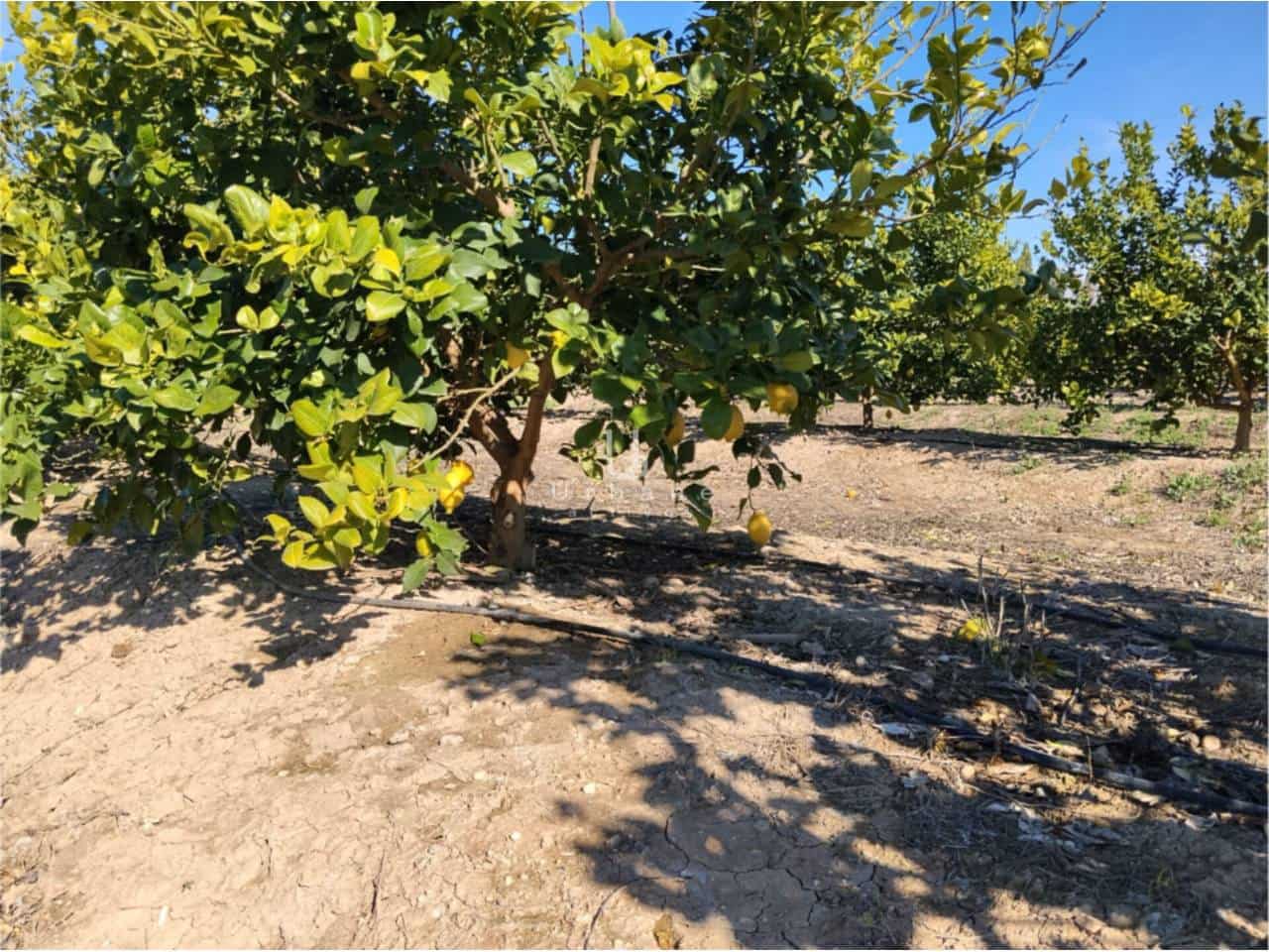 Finca/Maison de Campagne à vendre à Molina de Segura - 270 000 € (Ref: 9588105)