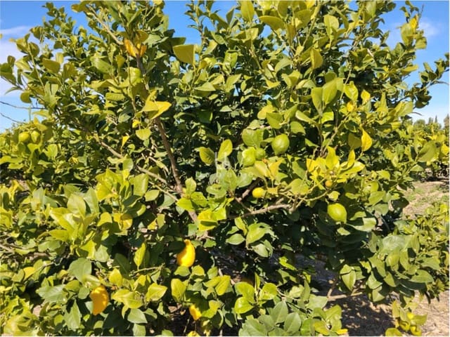 Finca/Maison de Campagne à vendre à Molina de Segura - 270 000 € (Ref: 9588105)