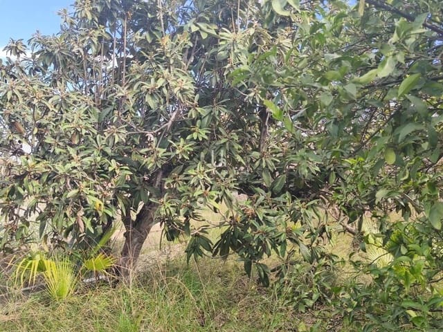 6 quarto Quinta/Casa Rural para venda em Múrcia cidade - 335 000 € (Ref: 9618823)