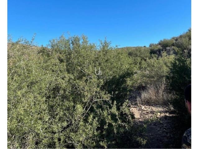 Mark till salu i Molina de Segura - 1 568 300 € (Ref: 9972891)