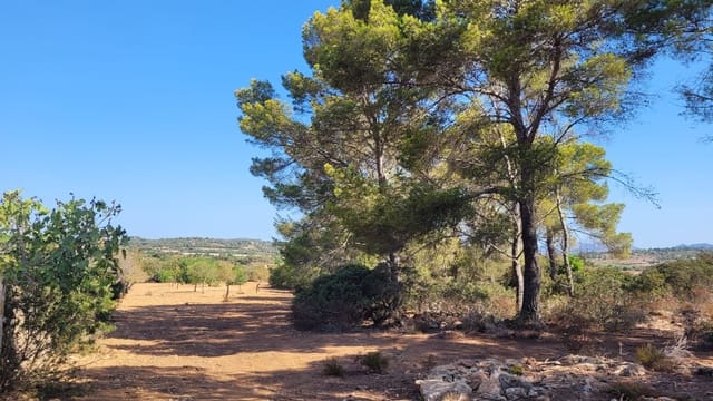 Tomt till salu i Manacor - 390 000 € (Ref: 9532735)