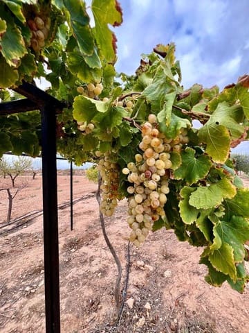 5 Zimmer Finca/Landgut zu verkaufen in Murcia Stadt mit Pool - 294.900 € (Ref: 8510174)