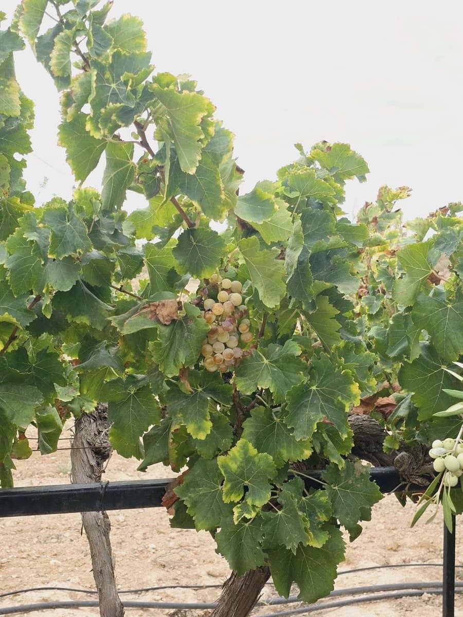 5 quarto Quinta/Casa Rural para venda em Murcia cidade com piscina - 294 900 € (Ref: 8510174)