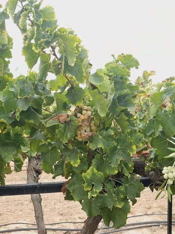 5 Zimmer Finca/Landgut zu verkaufen in Murcia Stadt mit Pool - 294.900 € (Ref: 8510174)