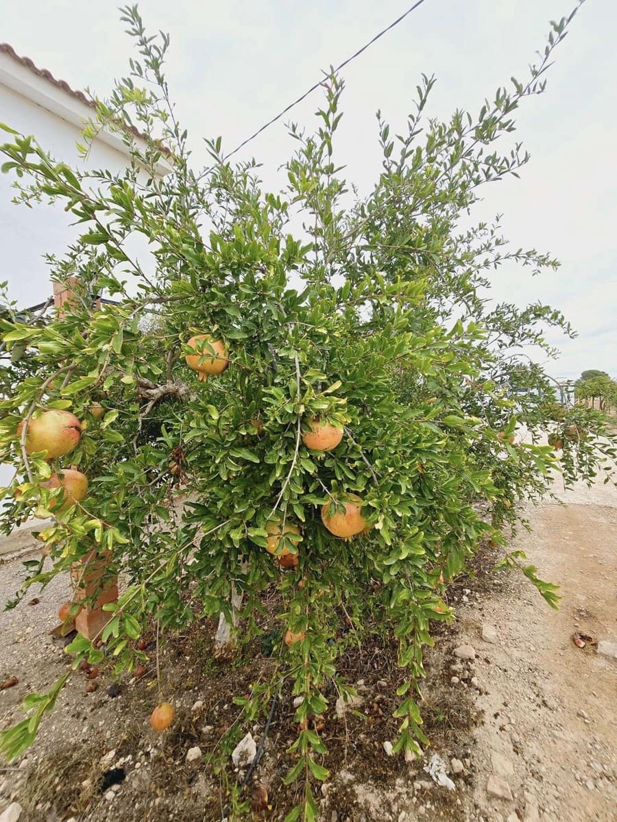 5 quarto Quinta/Casa Rural para venda em Murcia cidade com piscina - 294 900 € (Ref: 8510174)