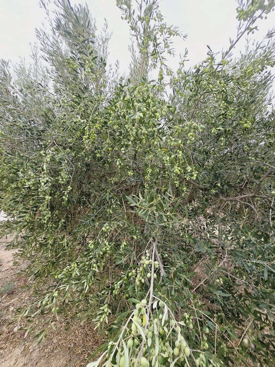 5 quarto Quinta/Casa Rural para venda em Murcia cidade com piscina - 294 900 € (Ref: 8510174)