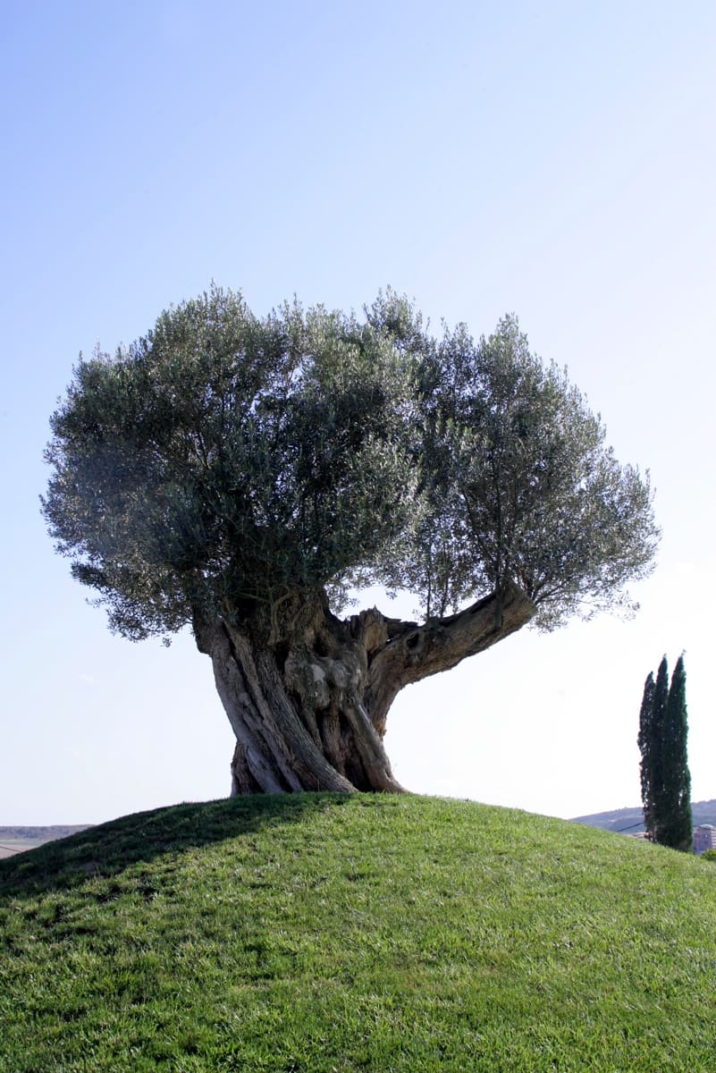 3 bedroom Villa for sale in Algorfa with pool garage - € 615,000 (Ref: 7536904)