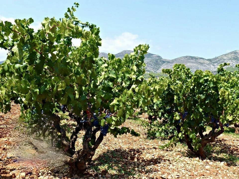 9 soveværelse Guesthouse/B & B til salg i Lliber med garage - € 1.550.000 (Ref: 8688948)