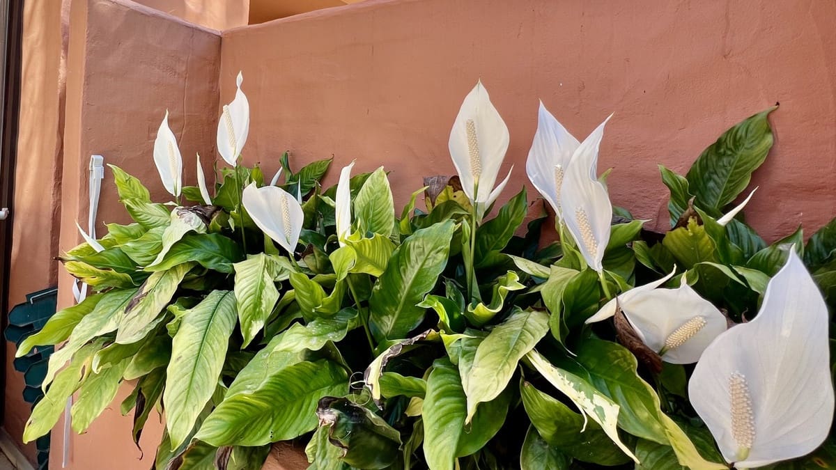 3 sovrum Hus till salu i Golden Mile med pool - 1 370 000 € (Ref: 8845598)