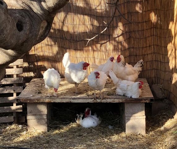 1 quarto Casa em Banda para venda em Polop - 235 000 € (Ref: 9263386)